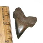 Nice River Angustidens Tooth